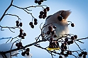 20130209_sidensvans_36