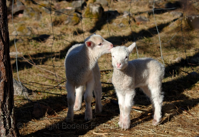 2-lammen_3_small.jpg - Lammen 2