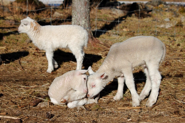 2-lammen_small.jpg - Lammen 3
