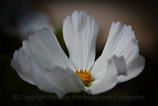 20100102_blomma.jpg - Blomma