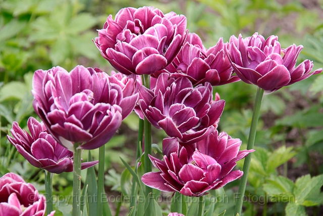 20100428_tulpan.jpg - Tulpan