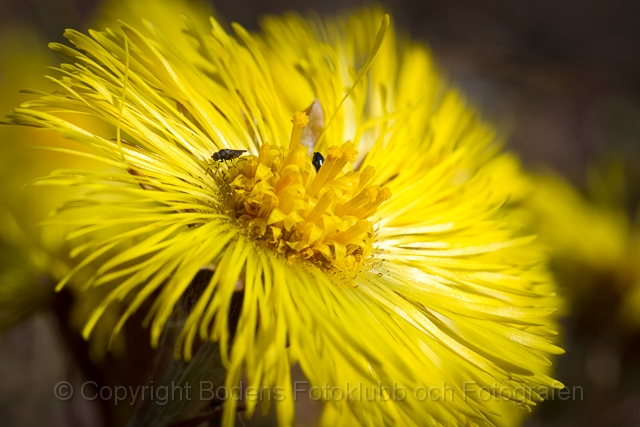 20120516_hästhov_72.jpg - Hästhov