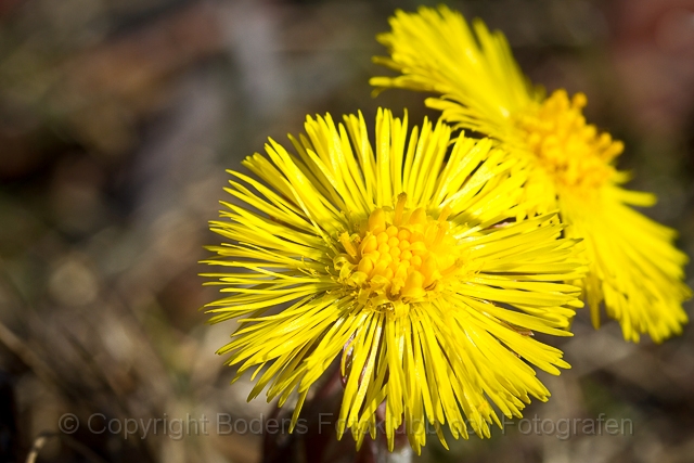20120516_hästhov_82.jpg - Hästhov 2