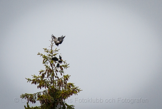 20130510_konflikt_129.jpg - Konflikt