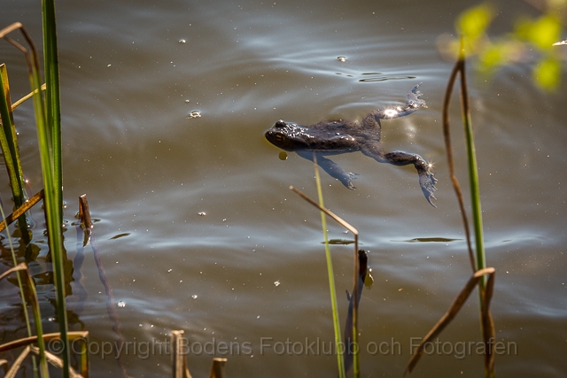 20130518_groda_77.jpg - Groda