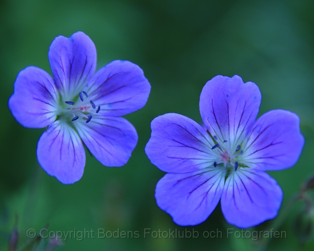 Midsommarblomster.jpg - Midsommarblomster