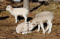 2-lammen_small