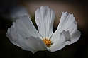 20100102_blomma