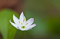 20110602_skogsstjärna_38
