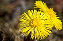 20120516_hästhov_82