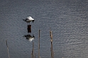 20130512_skrattmås_290