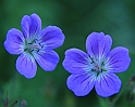 Midsommarblomster