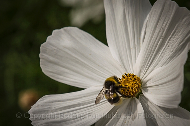 20130808_humla_640-12.jpg - Humla