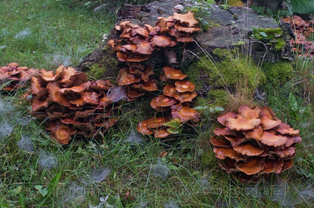 3-15-Svampar-vid-stubbe-110825.jpg - Svampar vid stubbe