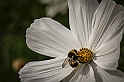 20130808_humla_640-12