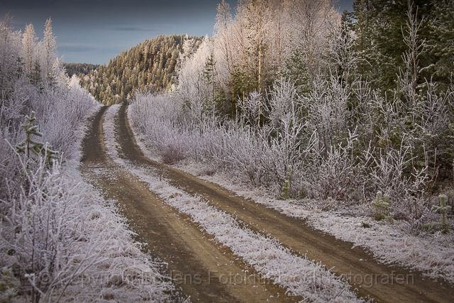 20111113_skogsbilväg_84.jpg - En vintrig skogsbilväg i närheten av Yttre Holsvattnet