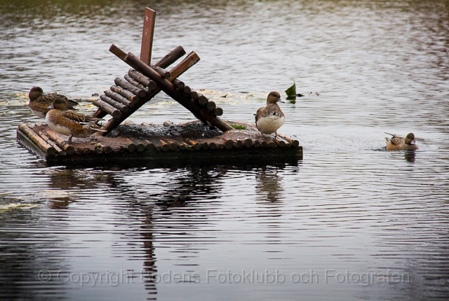 20121007_hamptjärn_126.jpg - Gräsänder i Hamptjärnen 3