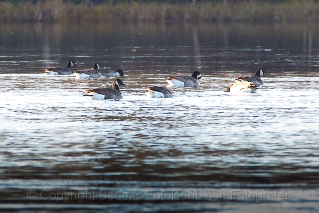 20121020_kanadagås_147.jpg - Kanadagås på Luleå älv vid Sävast
