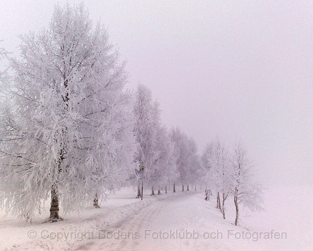 Rimfrost-liten.jpg - Rimfrost längs Bodträsket