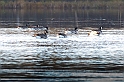 20121020_kanadagås_147