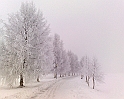 Rimfrost-liten